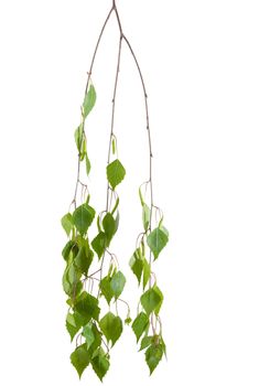 Branch of the birch with young leaves and catkins hanging down on a light background
