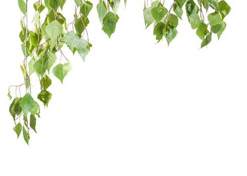 Background of the branches of the birch with young leaves and catkins hanging down left and top on a light background
