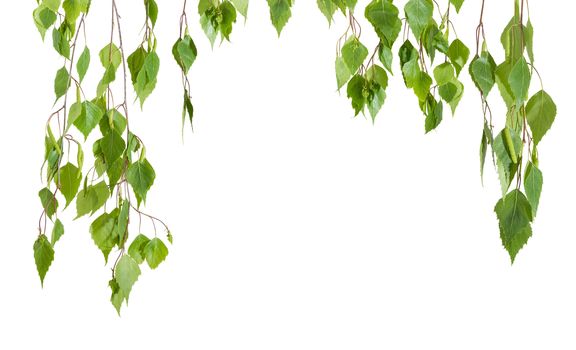 Background of the branches of the birch with young leaves and catkins hanging down left, right and top with empty central part on a light background
