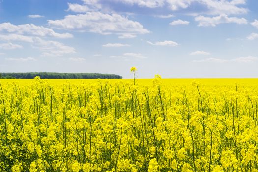 Blooming rapeseed on the field closeup against a background of sky with clouds
