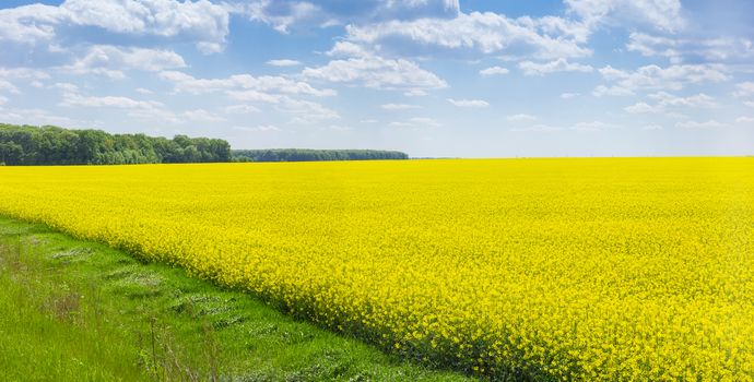 Panorama of the field of the blooming rapeseed against a background of forest and sky with clouds
