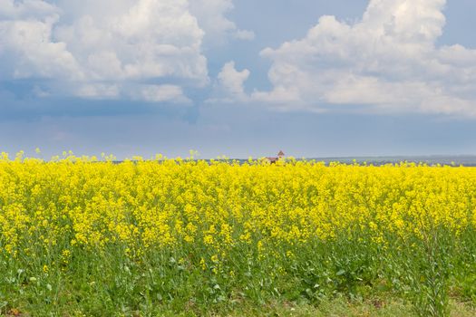 Blooming rapeseed on the field closeup against a background of sky with clouds
