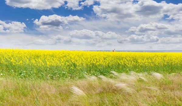 Panorama of the field of the blooming rapeseed with feather grass in the foreground against a background of the sky with clouds
