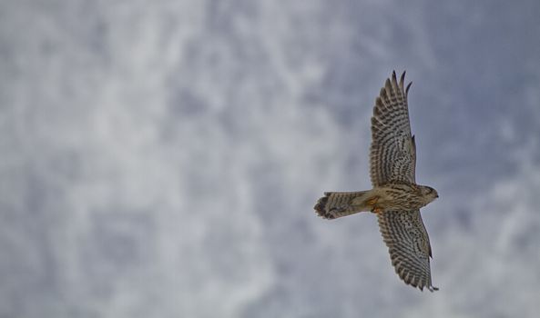 Common Kestrel, European Kestrel and sky