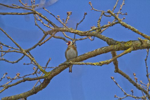 European goldfinch red, yellow, black in the tree