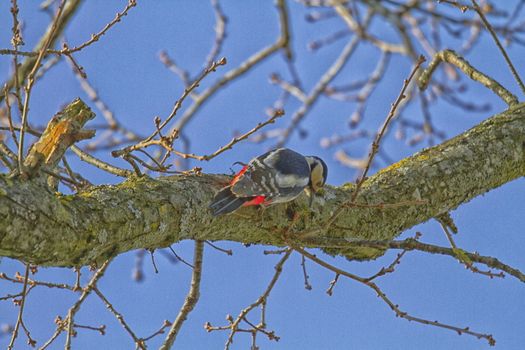 Great spotted woodpecker - Dendrocopos major