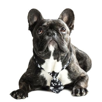 French bulldog in a tie lying on white background