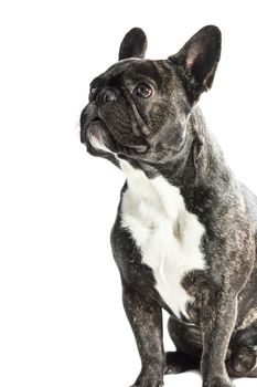 French Bulldog dog close-up on a white background