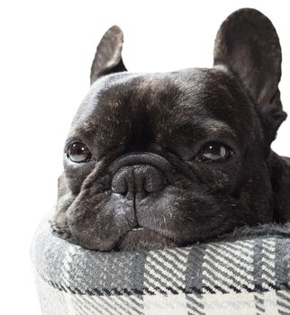 French bulldog lying in bed close-up on white background