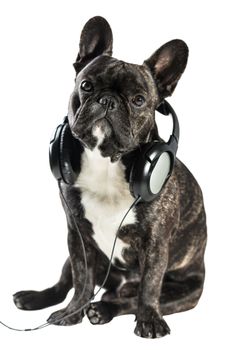 French bulldog in headphones on white isolated background