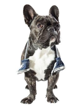 French bulldog with sneakers on the neck, white background