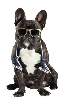 French bulldog in sunglasses and sneakers on the neck