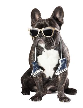 French bulldog in sunglasses and sneakers on the neck
