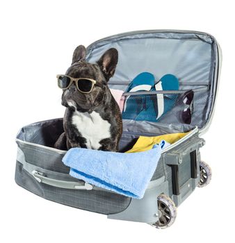 French bulldog with glasses sitting in a suitcase