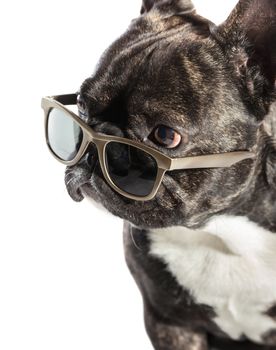 French bulldog in sunglasses on white background