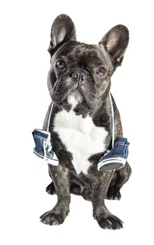 French bulldog with sneakers on the neck, white background