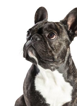 French Bulldog dog close-up on a white background