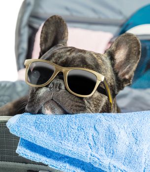 French bulldog with glasses lying in a suitcase close-up