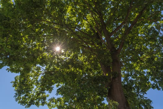 Beautiful nature in the morning sun rays shining through the treetops