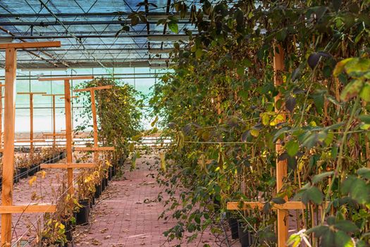 Greenhouse for cultivation and breeding of flowering plants and vegetables.