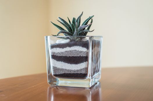 small green cactus in a glass pot on table