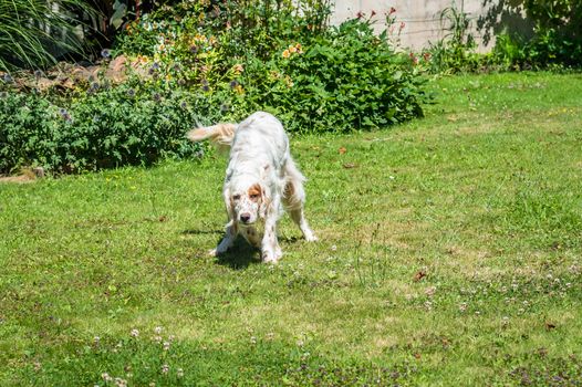 hunting dog for a walk in the garden near the house