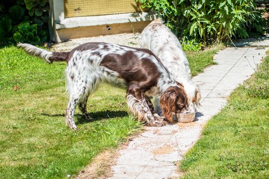 Two hunting dog eating from the same bowl in the garden near the house