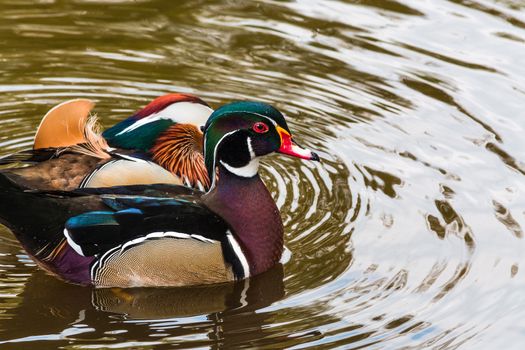 Closeup Mandarin duck (Aix galericulata) swimming in a pond.