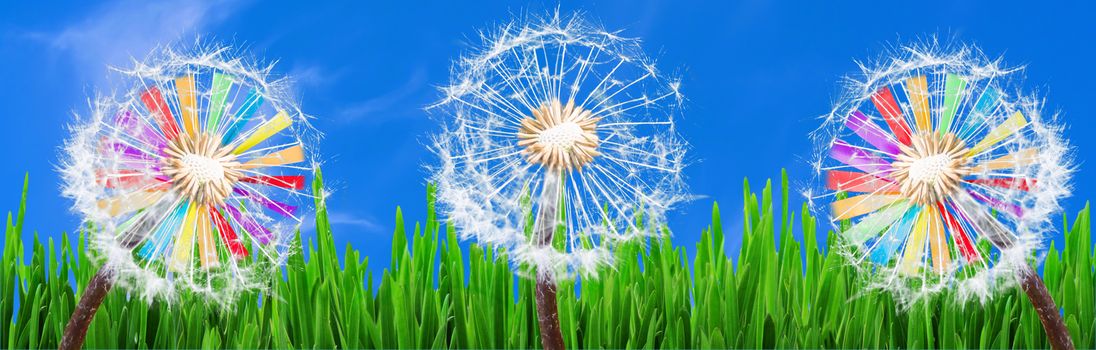 Panorama, Dandelions in the grass against a blue sky and 2 colorful windmills.