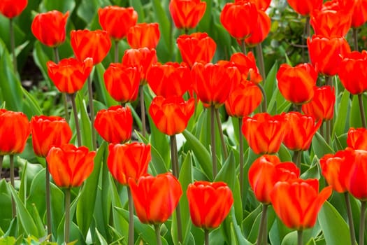 The photo shows flowers of red tulips