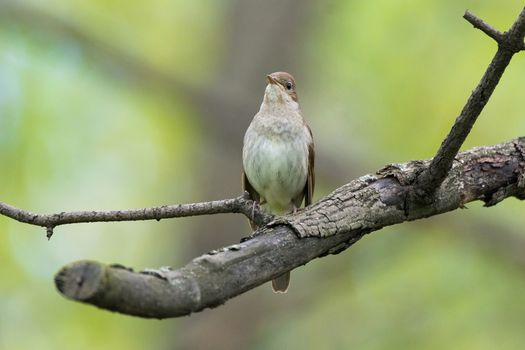 The photo depicts a nightingale on a branch