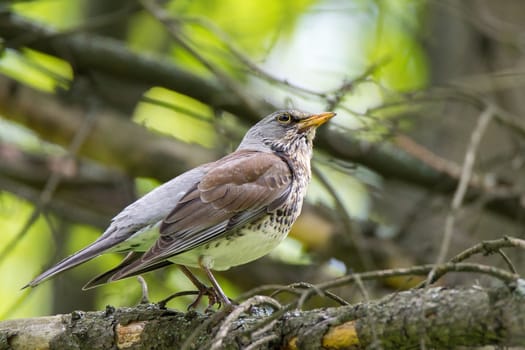 The photo shows a blackbird rowan on a branch