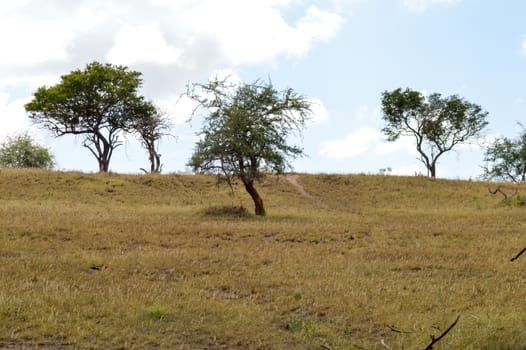 View of the Tsavo East savannah in Kenya with the mountains in the background