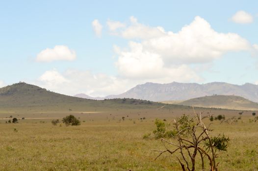 View of the Tsavo East savannah in Kenya with the mountains in the background