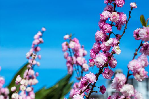 Peach tree branches full of pink flowers