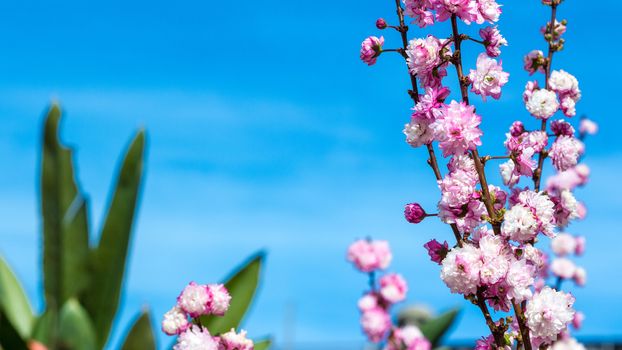 Peach tree branches full of pink flowers