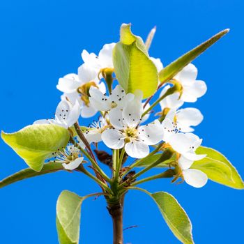 Pear tree's flower in the background of an azure sky