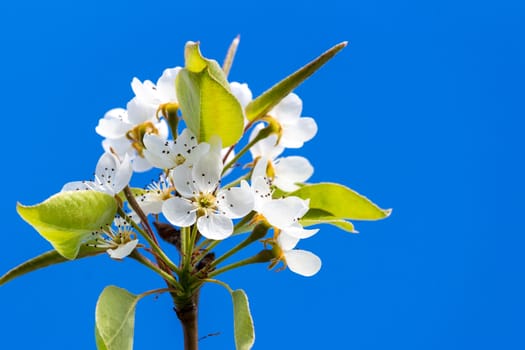 Pear tree's flower in the background of an azure sky