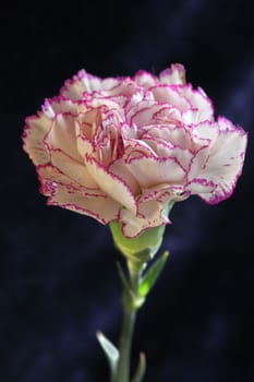 Single purple Terry carnation flower dark background Macro shot