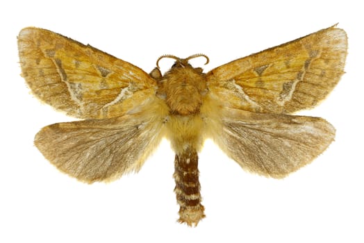 Orange swift on white Background  -  Triodia sylvina  (Linnaeus, 1761)