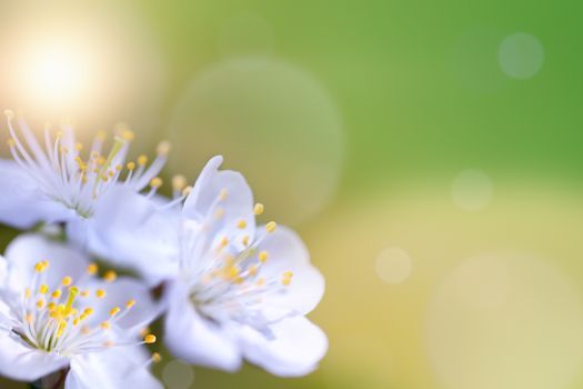 Cherry blossoms. The symbols of the spring