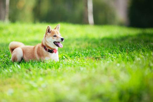 A young shiba inu resting in green garden