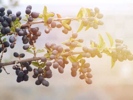 Season nature or agricultural food background concept : Branch of olive tree with fruits and leaves in autumn