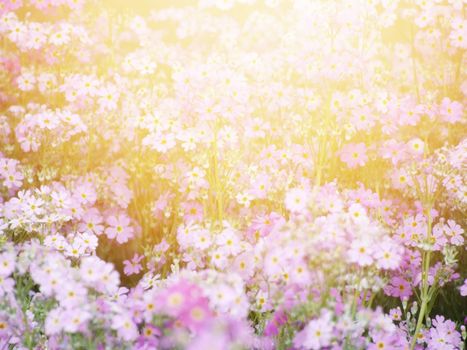 Nature background concept : Beautiful pink flower field under sunlight in the morning
