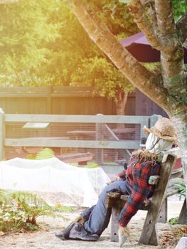 Business or work hard concept : Tired scarecrow or strawman sit on chair in farm