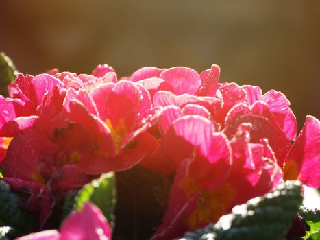 Nature background concept : Beautiful red flowers in the morning