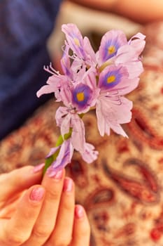 Female hand holds violet foler Eichornia crassipes