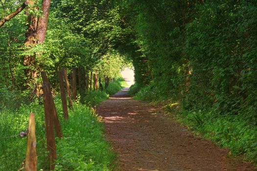 Defile, narrow trail through the forest in the town of Heiligenhaus towards' Abtskuecher pond.