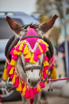 Decorated donkey in Moscows amusement park photo