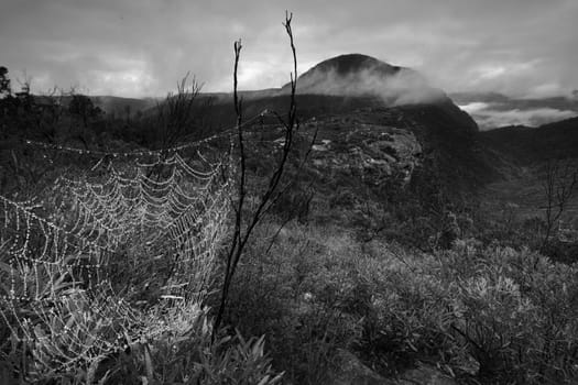 Dew drops adorn a spiders web glistening like pearls and in the distance Mt Banks shrouded by low clouds and mist in the valley